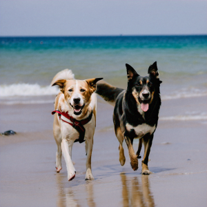 one dog walking on the beach